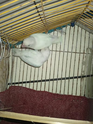 albino pair for sale with cage box