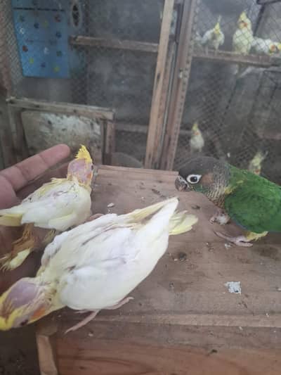 3 coctail chicks