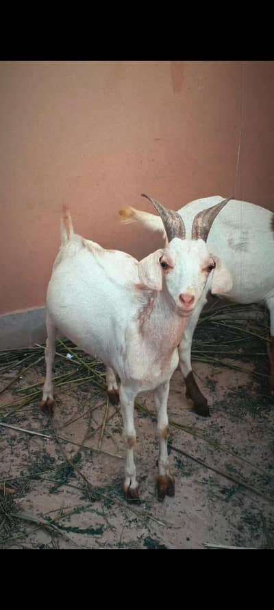 mesu tapra