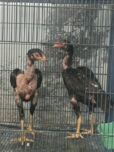Thai Male female For sale