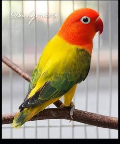Love birds breeder setup for sale