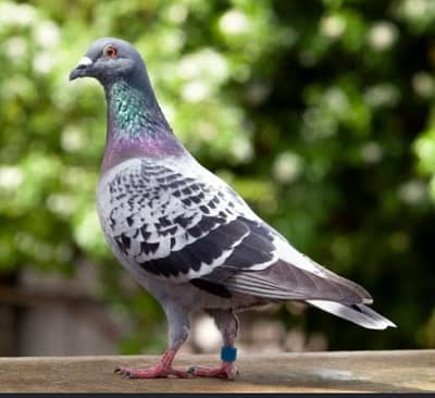 Pigeons Kabutar For Sale Urgent