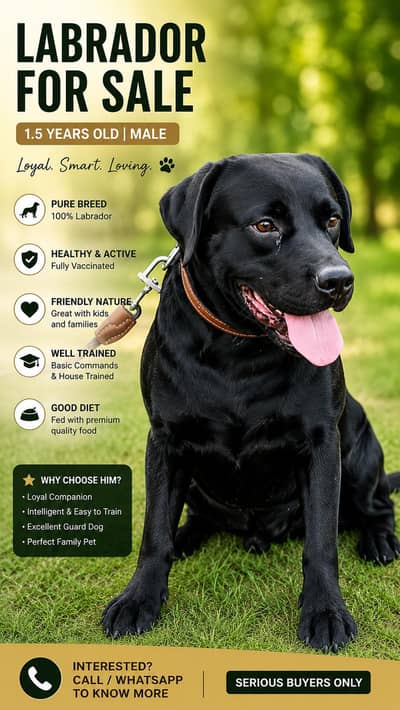 Black Labrador Dog for Sale