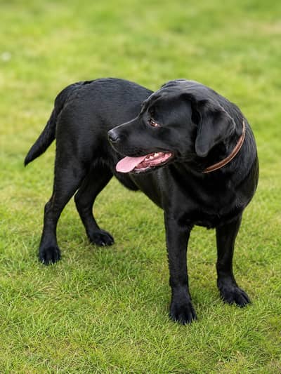 Labra | British Labra | English Labra | Labrador Male Dog For Sale