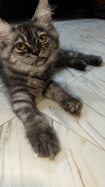 Persian Kitten's 