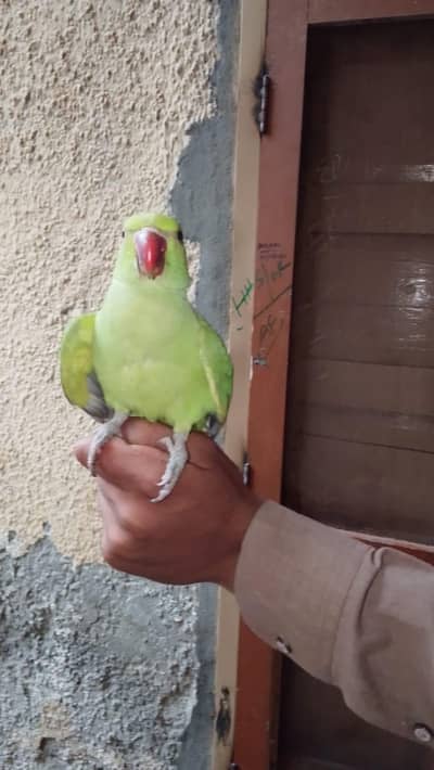 green ringneck parrot handtamed full tamed 0 bite
