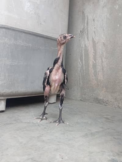 aseel long hight for sale