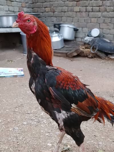 2 murgha for sale WhatsApp number 03369475397