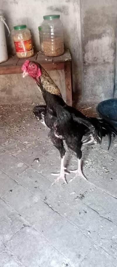Pure Mianwali Jawa cock for sale