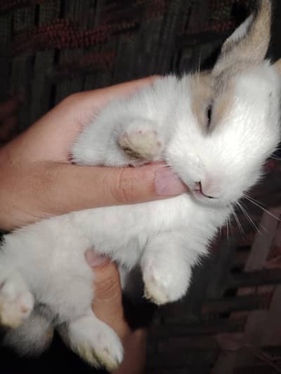 cute rabbits
