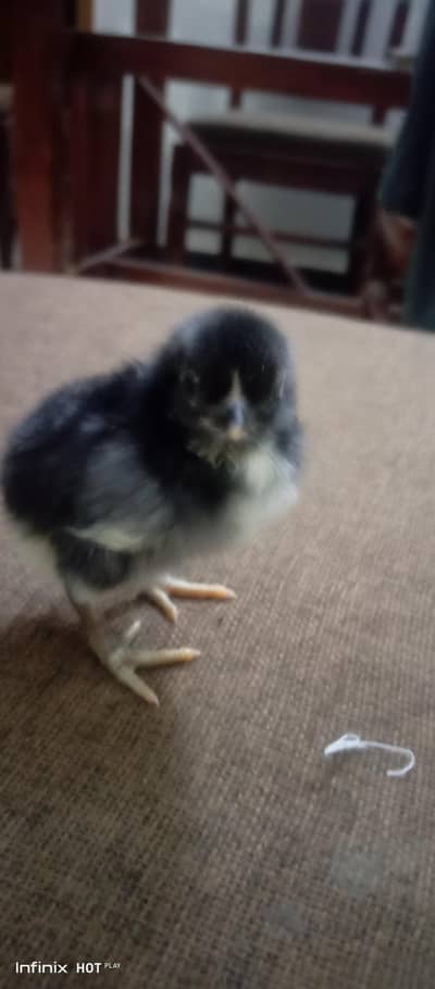 AUSTERLOP | LOHMAN BROWN | RIR VACCINATED CHICKS ABAILABLE