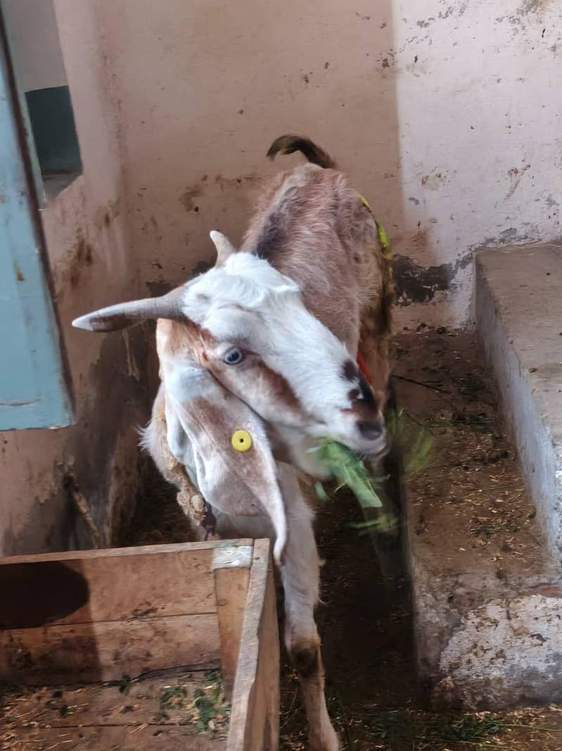 desi bari 0