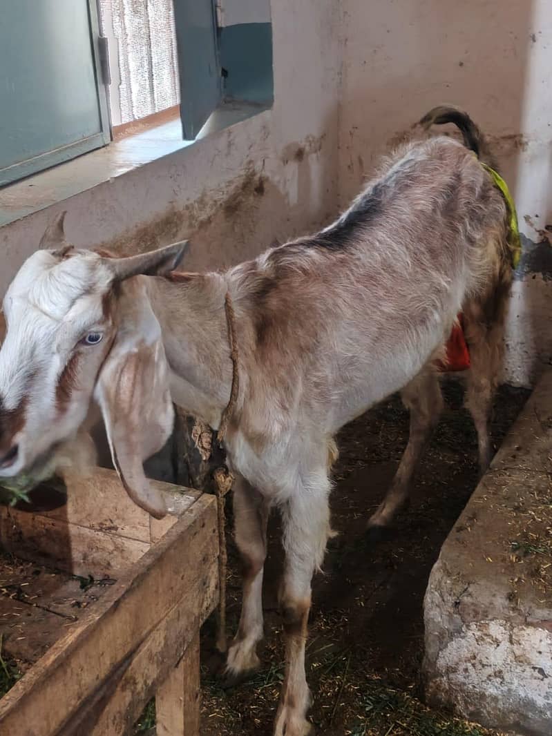 desi bari 3