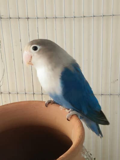 single female blue fishery lovebird