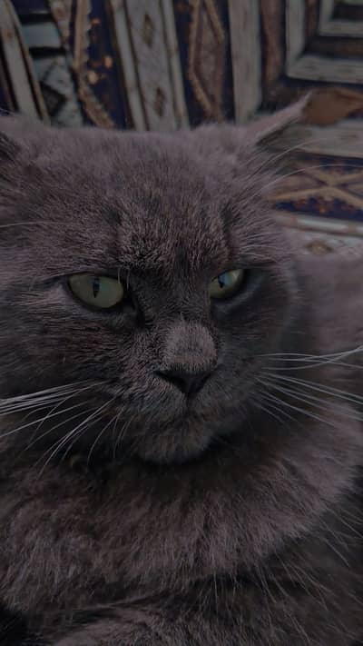 Male cat for stud