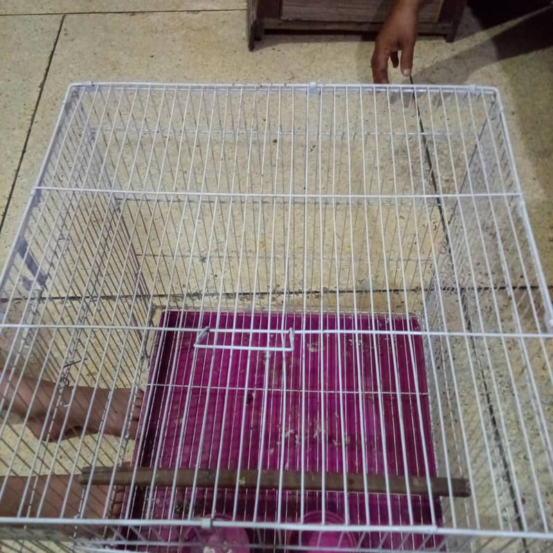 bird cage 3