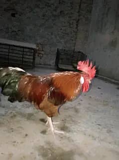 shokk