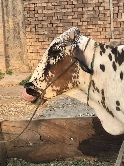 Cow 4 months pregnant