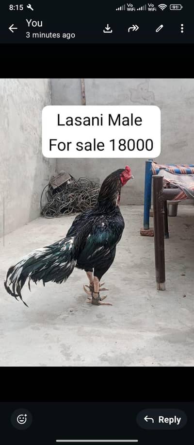 Lasani Male breader