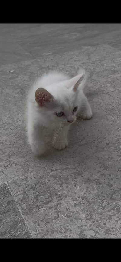 Persain kitten playful