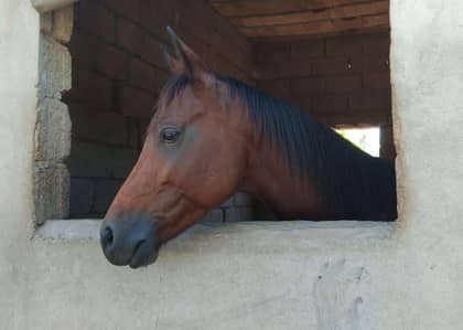 Anglo Arab Stallion