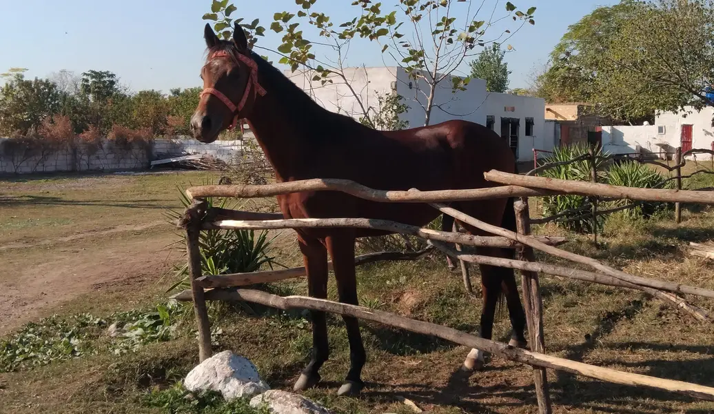Anglo Arab Stallion — photo 2