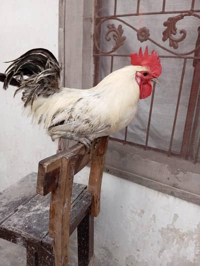Hen for sale