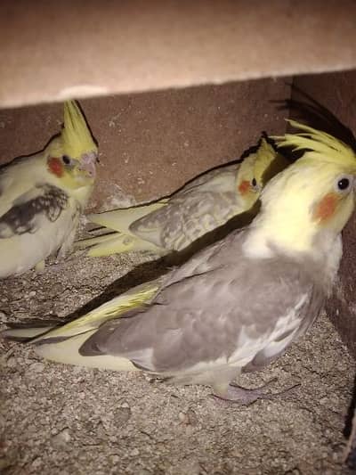 cocktail breeder setup available for sale