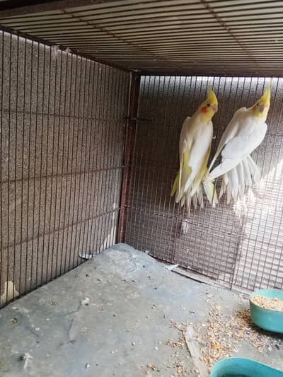 cocktail bird pair