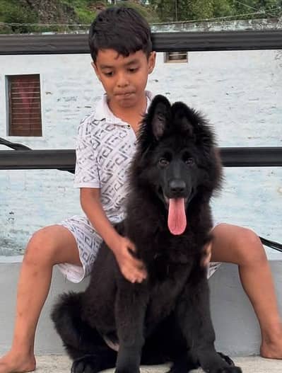 black shepherd puppies for sale 0322.0400167