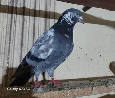 Sabay wla male old blood line breeder male