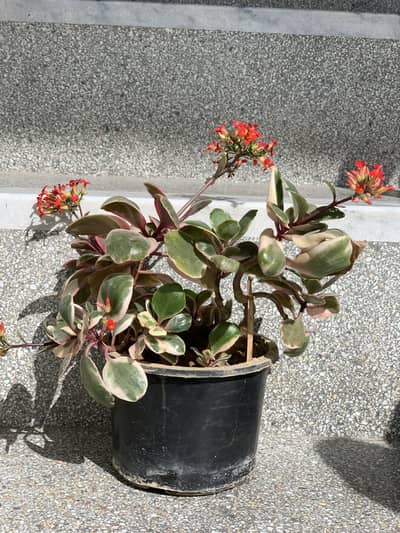 All Plants For Sale