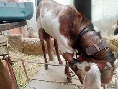 Tapra Bissar