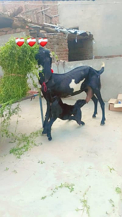 pure desi ambarsari bakri