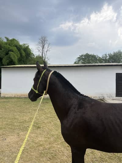 Trained horse pair - 4 years old