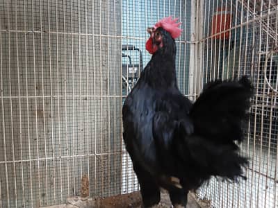 4 males available