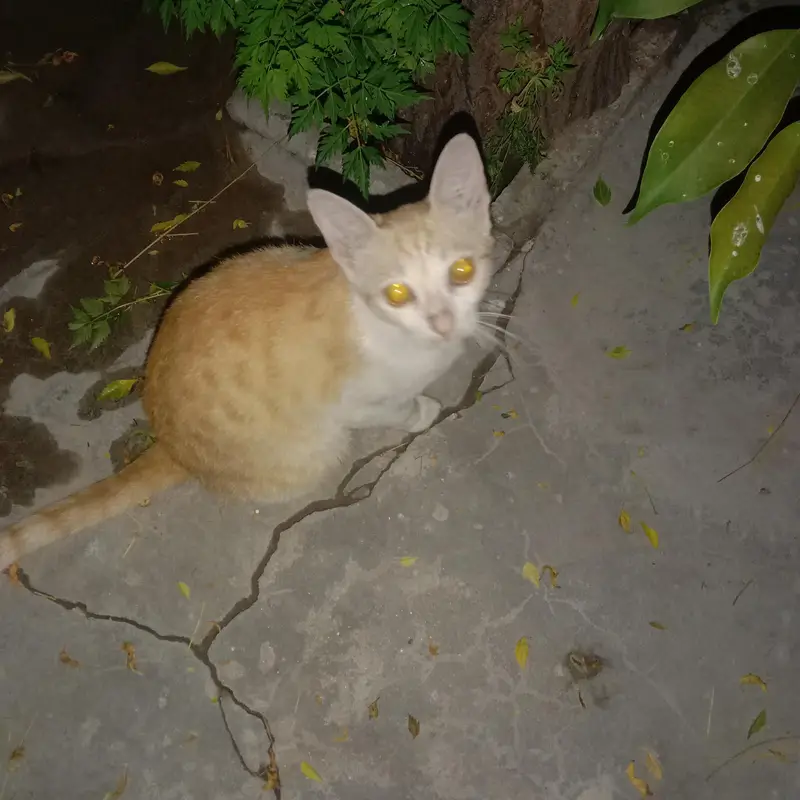 2 Persian cats both female — photo 2