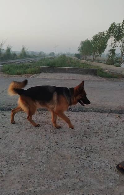 healthy pet dog for sale