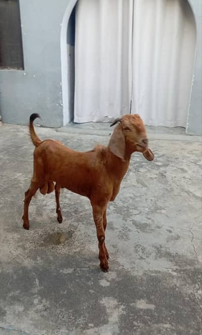 Donda bakra or gaban bakri