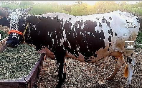 Sony wali cow for sale