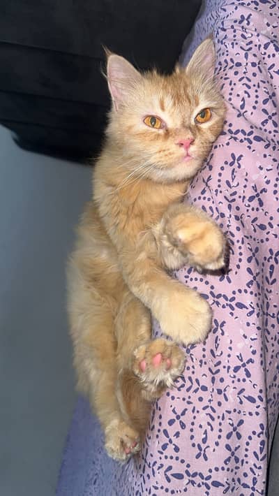Persian cat brown double coat