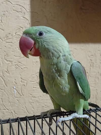 raw parrot| green parrot| raw parrot for sale