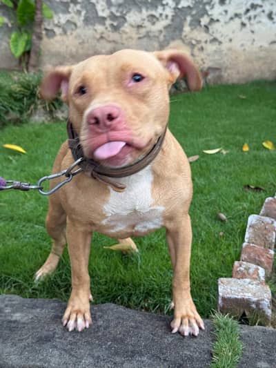Red nose small size female pitbull