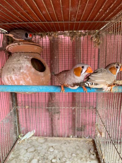 3 male Per pis 400