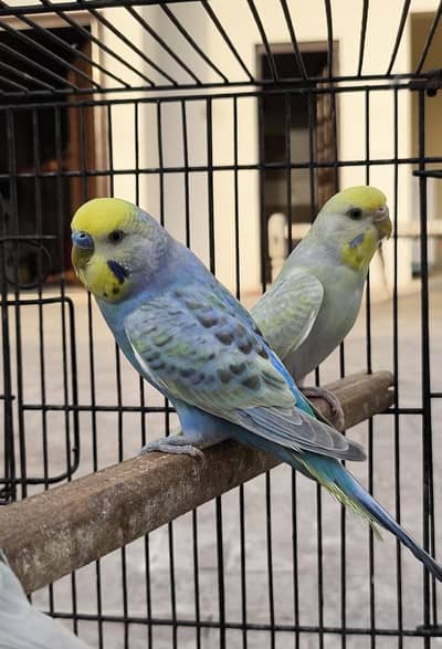 Rainbow Budgies