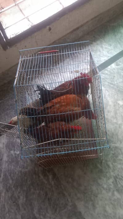 Hens for sale