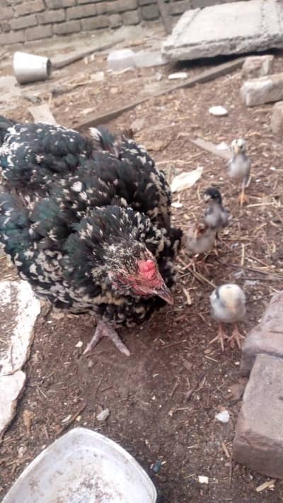 cheeni aseel female with 9 chiicks
