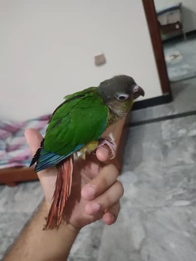 pineapple conure chick(self) fly tame