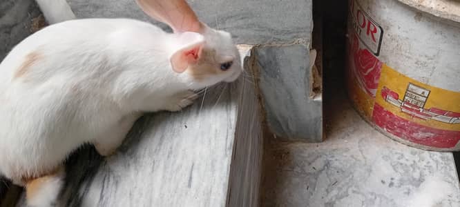 Rabbit Bunnies, khargosh babies, Bache, Red eye,  Black eye, Healthy