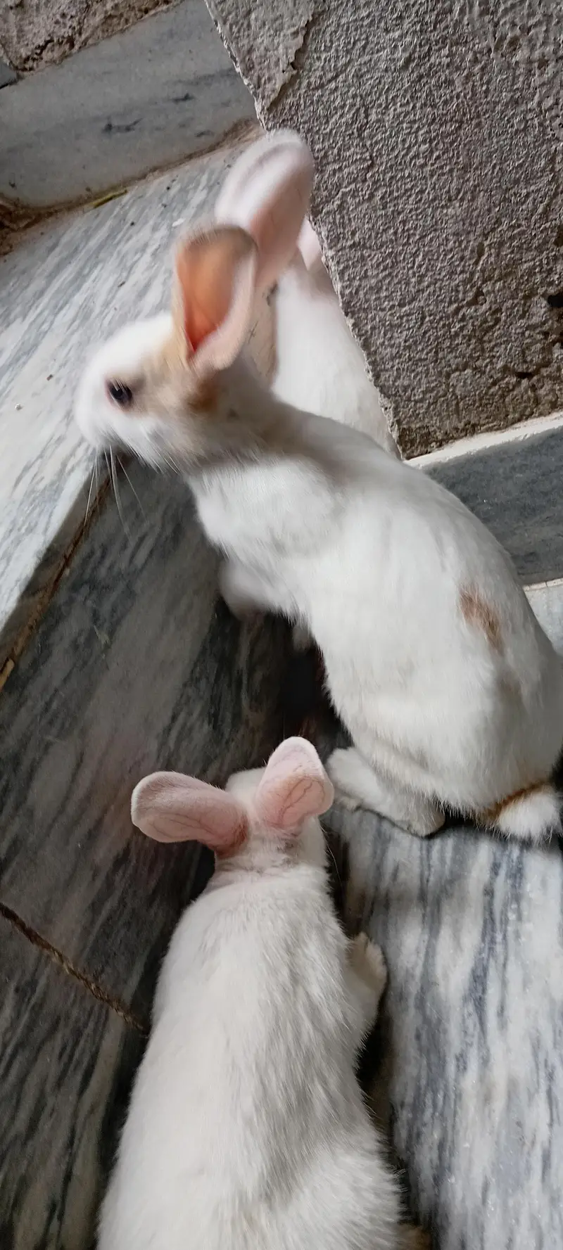 Rabbit Bunnies, khargosh babies, Bache, Red eye,  Black eye, Healthy — photo 2